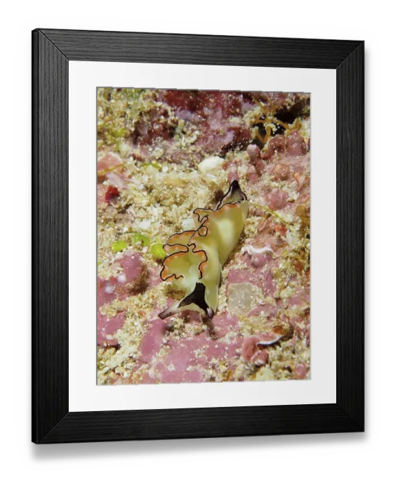 Framed Print : A colourful nudibranch, sapsucker Framed Print : A colourful nudibranch, sapsucker