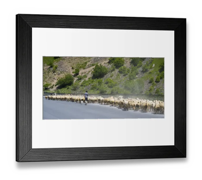 Framed Print : Shepherd drives a large flock of sheep along a road through a green landscape