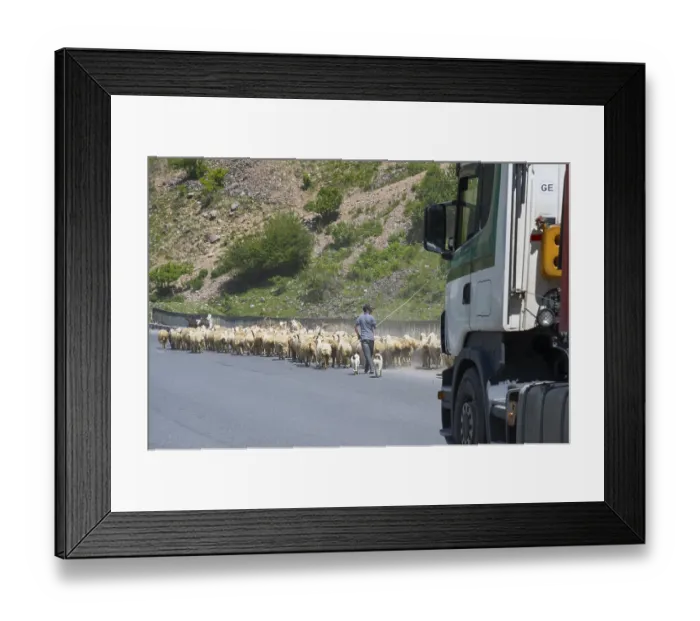 Framed Print : Shepherd leads a flock of sheep along a road