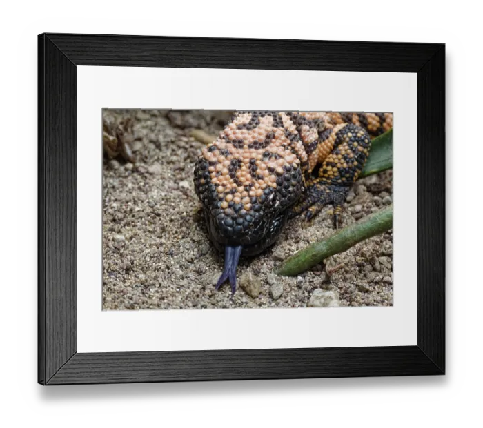 Framed Print : Animal portrait, Gila crustose lizard (Heloderma suspectum)
