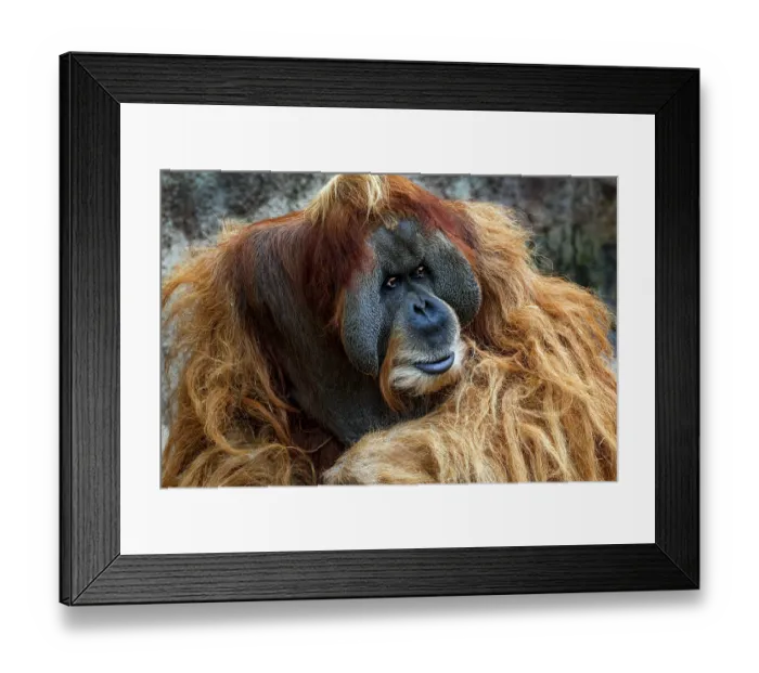 Framed Print : Animal portrait, Bornean orangutan (pongo pygmaeus)