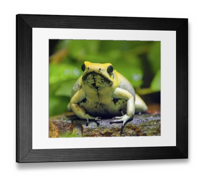 Framed Print : Golden poison frog (Phyllobates terribilis)