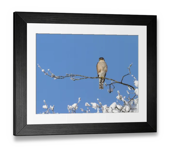 Framed Print : Sparrowhawk (Accipiter nisus), tercel
