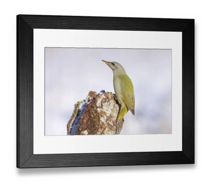 Framed Print : Grey-headed woodpecker (Picus canus)