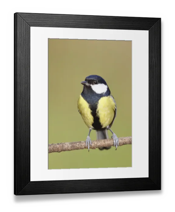 Framed Print : Great tit (Parus major), sitting on a branch