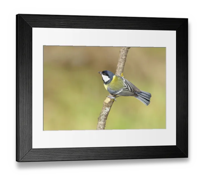 Framed Print : Great tit (Parus major), sitting on a branch Framed Print : Great tit (Parus major), sitting on a branch