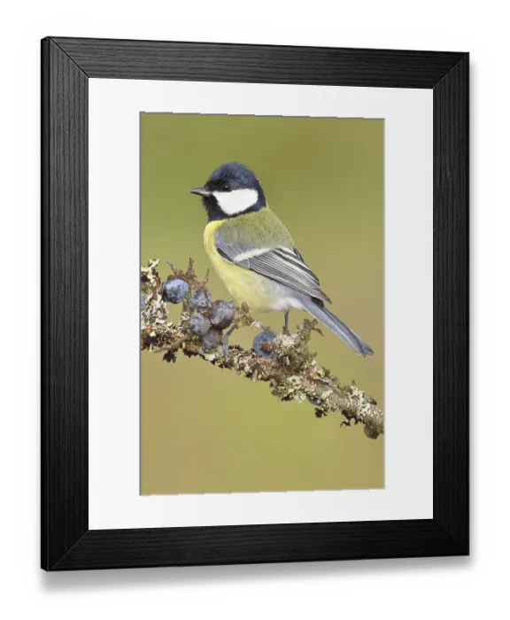 Framed Print : Great tit (Parus major), sitting on a branch in a blackthorn bush Framed Print : Great tit (Parus major), sitting on a branch in a blackthorn bush