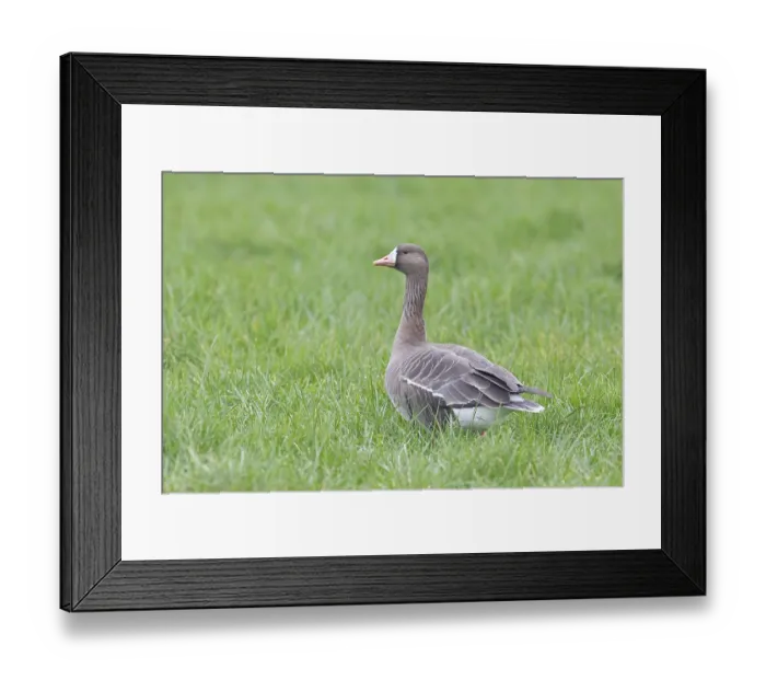 Framed Print : White-fronted goose (Anser albifrons)