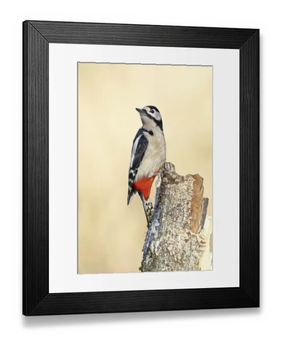 Framed Print : Great spotted woodpecker (Dendrocopus major) Framed Print : Great spotted woodpecker (Dendrocopus major)