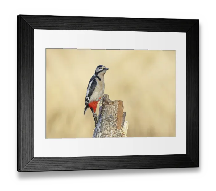 Framed Print : Great spotted woodpecker (Dendrocopus major) Framed Print : Great spotted woodpecker (Dendrocopus major)