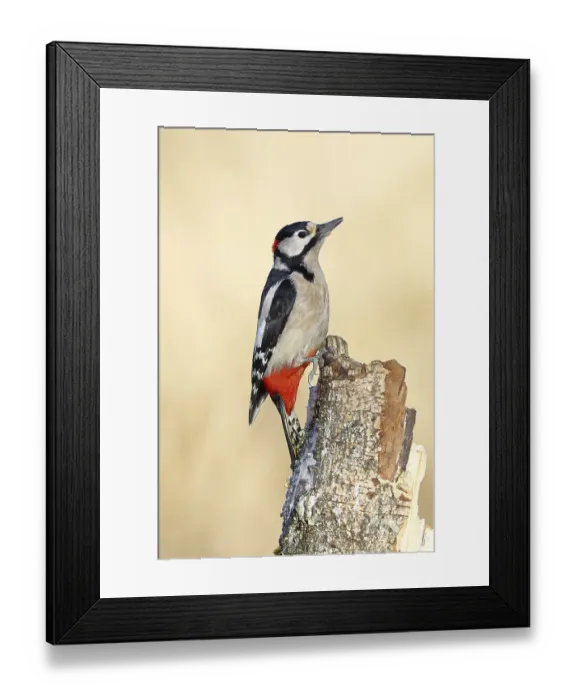 Framed Print : Great spotted woodpecker (Dendrocopus major) Framed Print : Great spotted woodpecker (Dendrocopus major)