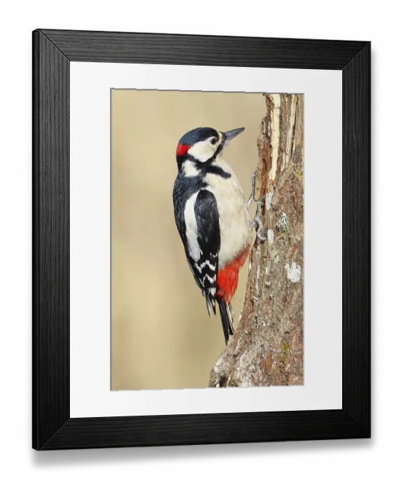 Framed Print : Great spotted woodpecker (Dendrocopos major)