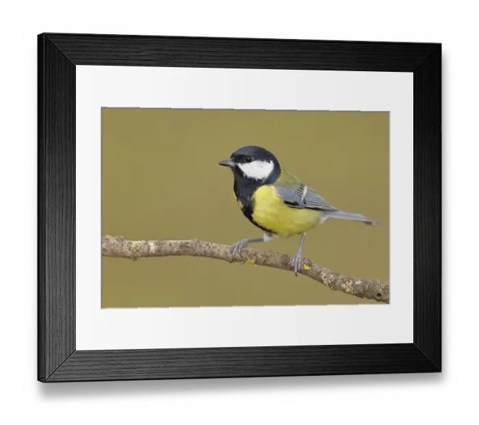 Framed Print : Great tit (Parus major), sitting on a branch Framed Print : Great tit (Parus major), sitting on a branch
