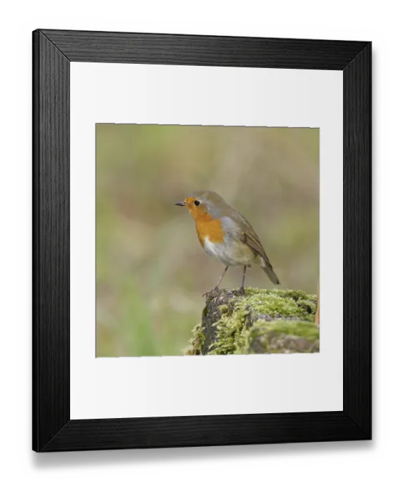 Framed Print : Robin (Erithacus rubecula), on mossy ground in the garden Framed Print : Robin (Erithacus rubecula), on mossy ground in the garden