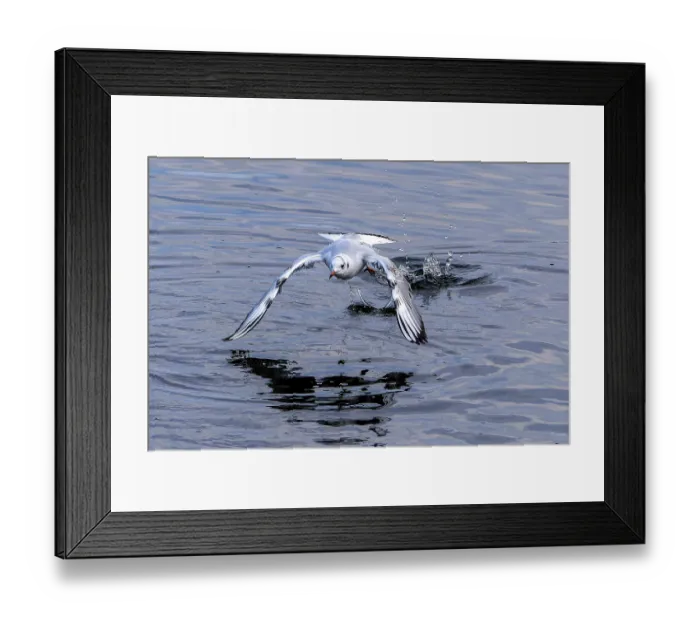Framed Print : Black-headed Black-headed Gull (Chroicocephalus Ridibundus) with outstretched wings over the water
