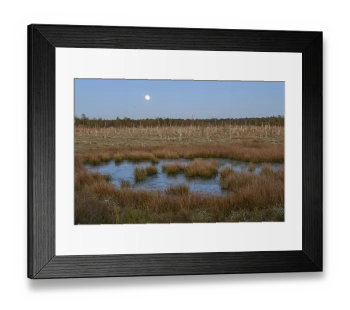 Framed Print : Moon over extensive moor landscape with water areas and plants Framed Print : Moon over extensive moor landscape with water areas and plants