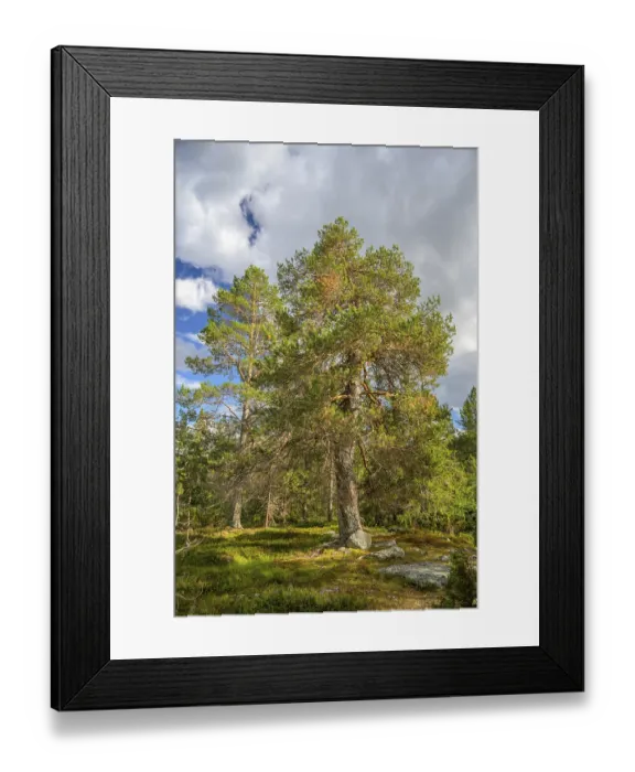 Framed Print : Large pine forest under blue sky with white clouds