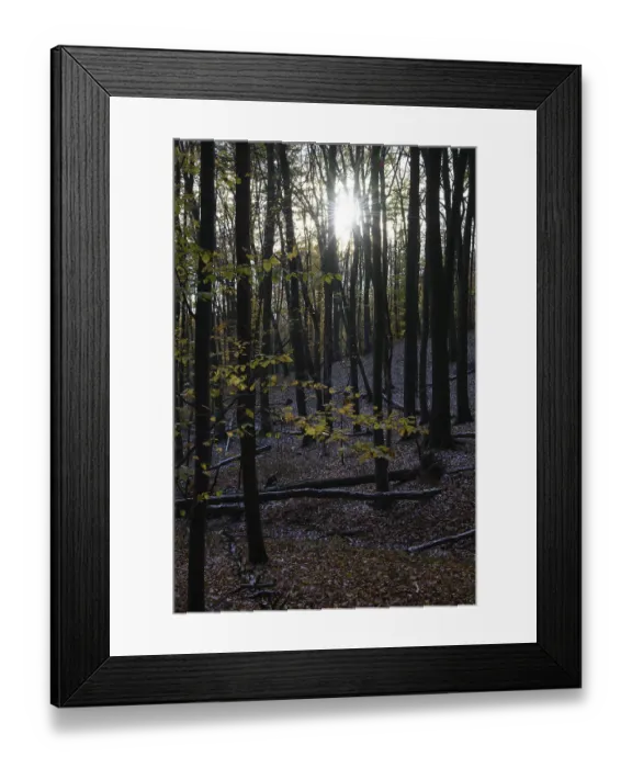 Framed Print : Sunbeams break through the canopy of a dense autumn forest on Hermannsweg
