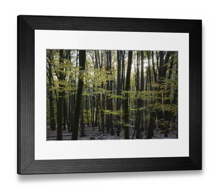 Framed Print : A quiet autumn forest with sunlight shining through the trees Framed Print : A quiet autumn forest with sunlight shining through the trees