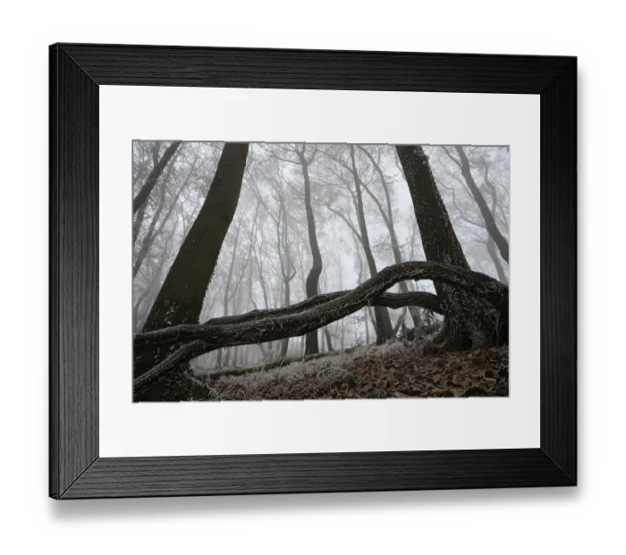 Framed Print : A winter forest covered in fog with frozen branches and barren atmosphere Framed Print : A winter forest covered in fog with frozen branches and barren atmosphere