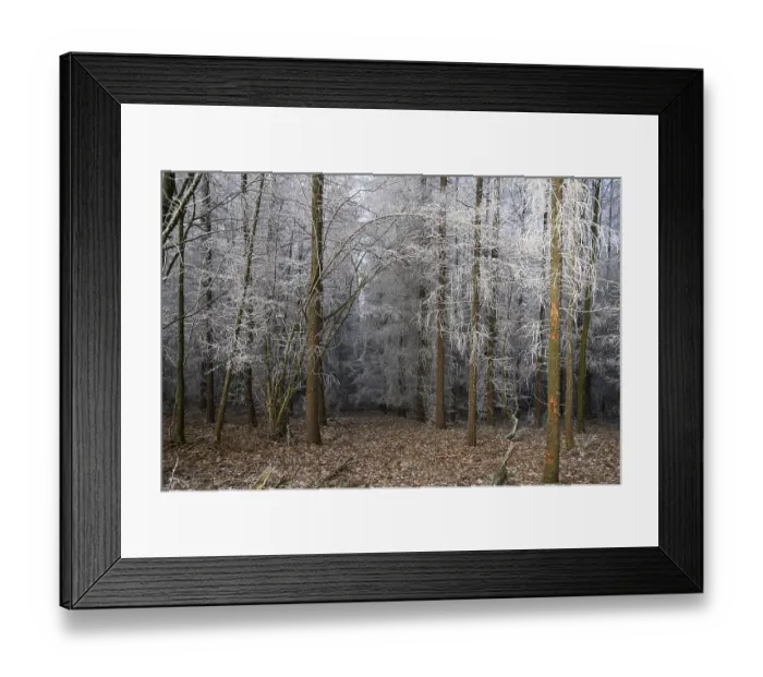 Framed Print : A quiet winter forest with snow-covered trees and still soil Framed Print : A quiet winter forest with snow-covered trees and still soil
