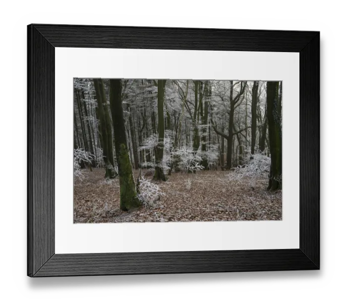 Framed Print : Snowy forest with bare trees and an atmosphere of peace and melancholy Framed Print : Snowy forest with bare trees and an atmosphere of peace and melancholy