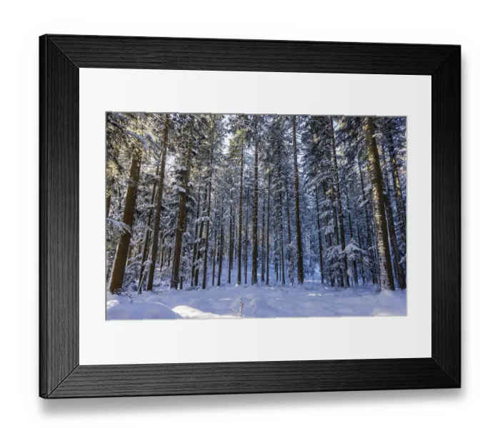 Framed Print : Winter landscape, snow-covered spruce forest