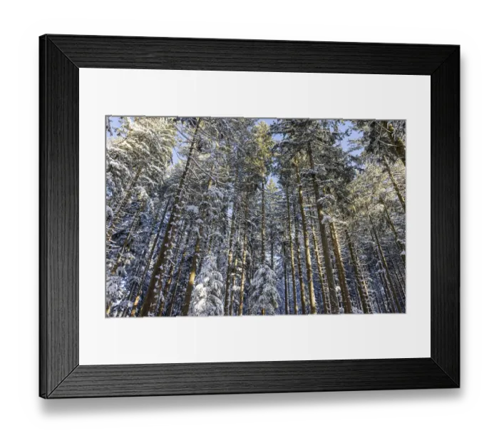 Framed Print : Winter landscape, snow-covered spruce forest Framed Print : Winter landscape, snow-covered spruce forest