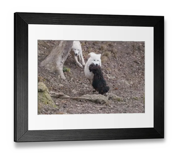 Framed Print : Arctic wolf (Canis lupus arctos) Framed Print : Arctic wolf (Canis lupus arctos)