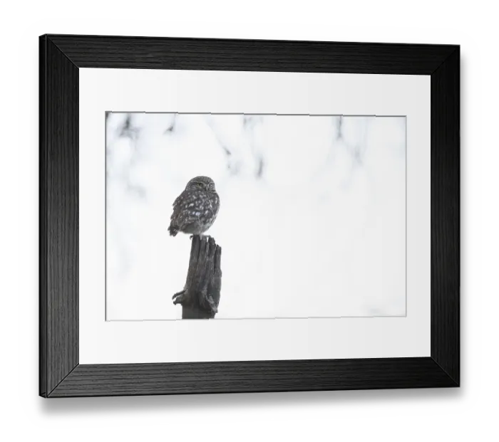 Framed Print : A little owl (Athene noctua) sits quietly on an old willow pole against a light-coloured background