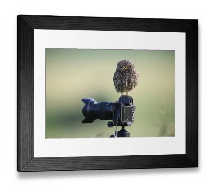 Framed Print : A little owl (Athene noctua) perched on a camera on a tripod in a natural environment with a green