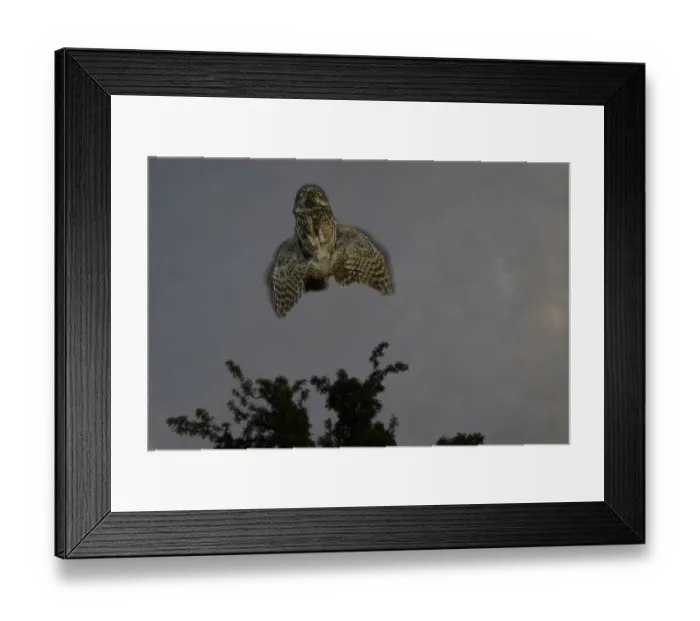 Framed Print : A little owl (Athene noctua) flies in front of a tree in the dark sky