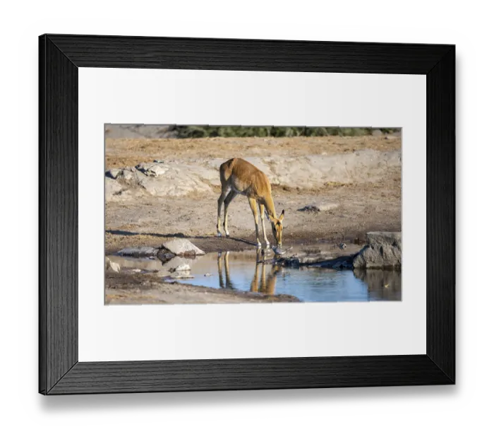 Framed Print : Impala (Aepyceros melampus) drinking at a waterhole