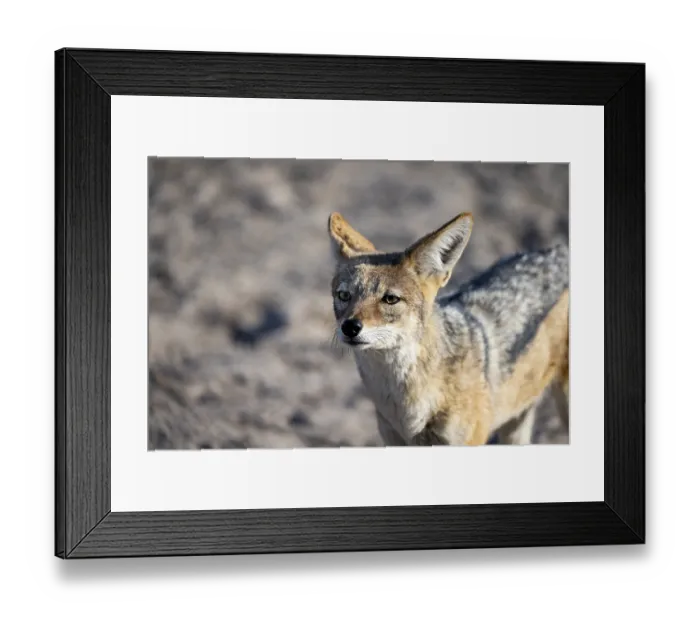 Framed Print : Black-backed jackal (Canis mesomelas)