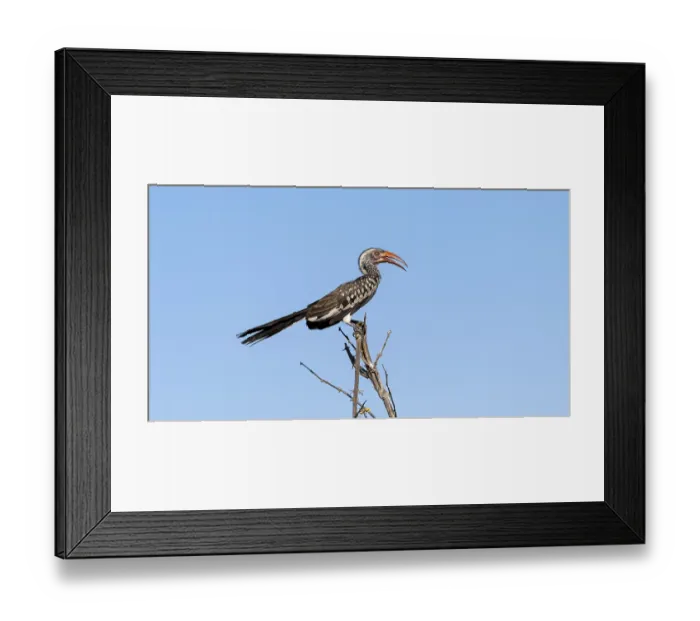 Framed Print : Mopanetoko (Tockus rufirostris) (Tockus erythrorhynchus rufirostris) sitting on a branch in front of a blue sky Framed Print : Mopanetoko (Tockus rufirostris) (Tockus erythrorhynchus rufirostris) sitting on a branch in front of a blue sky