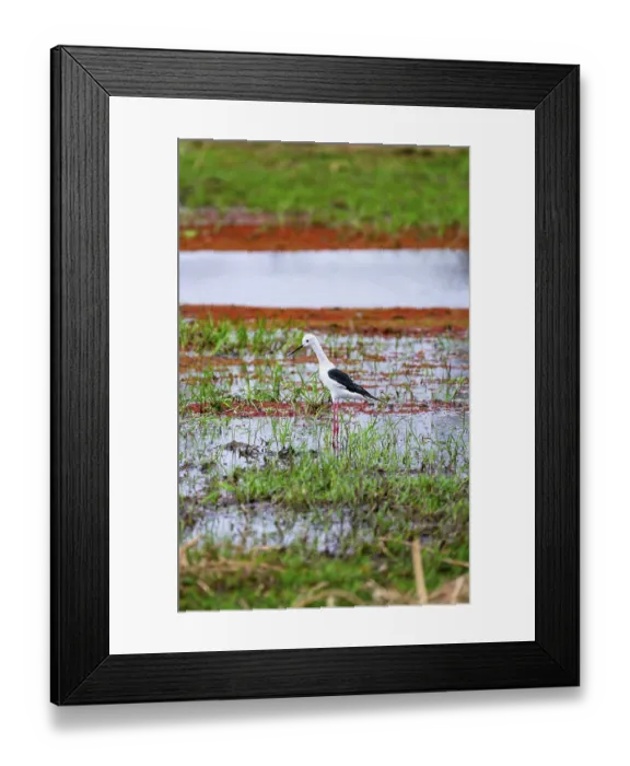 Framed Print : Black-winged Black-winged Stilt (Himantopus himantopus) foraging on the shore of a lake Framed Print : Black-winged Black-winged Stilt (Himantopus himantopus) foraging on the shore of a lake