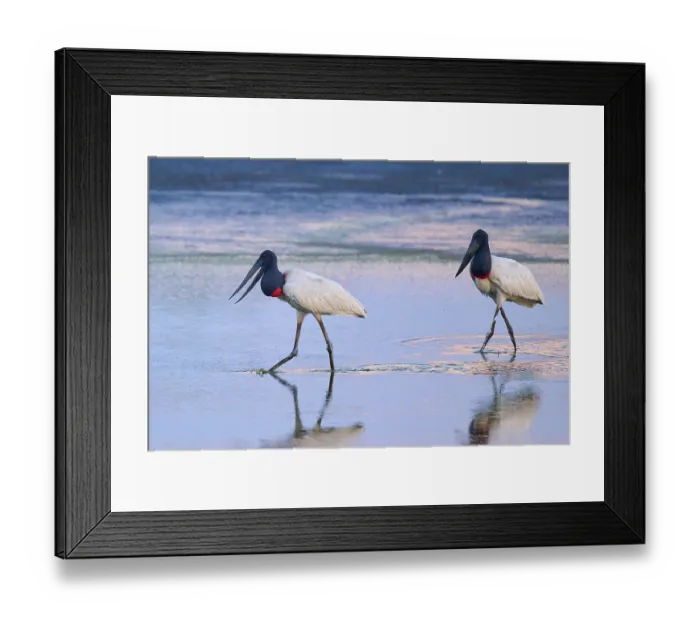 Framed Print : Two Jabirus walking through shallow water at dusk