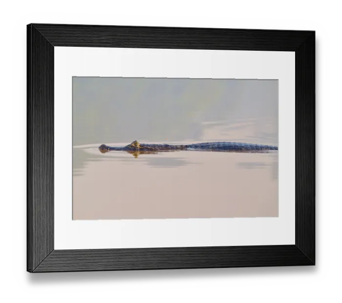 Framed Print : The caiman moves gracefully through calm water
