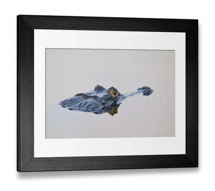 Framed Print : Close-up of a caiman in the water Framed Print : Close-up of a caiman in the water