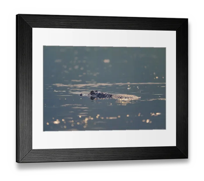 Framed Print : A caiman floats quietly on the surface of the water Framed Print : A caiman floats quietly on the surface of the water