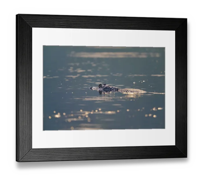 Framed Print : The caiman rests calmly in the still water