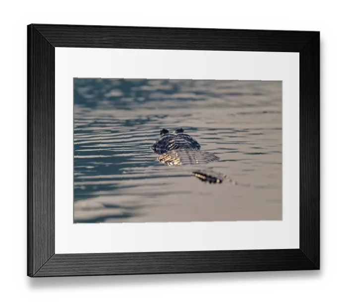 Framed Print : The back of a caiman glides through still water