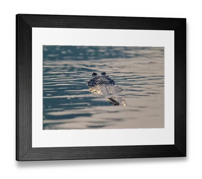Framed Print : A caiman floats calmly with fine waves in the water Framed Print : A caiman floats calmly with fine waves in the water