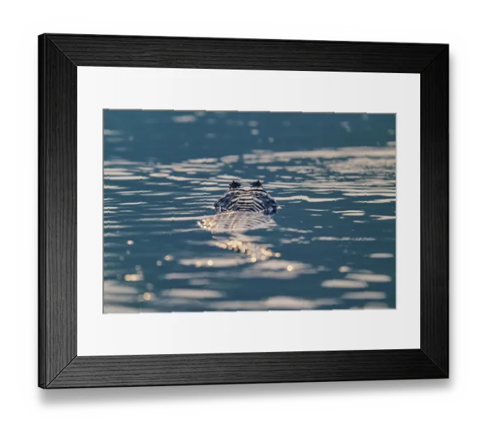 Framed Print : The caiman lies still in the water
