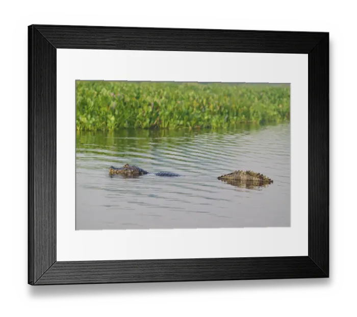 Framed Print : A caiman swimming in the water Framed Print : A caiman swimming in the water