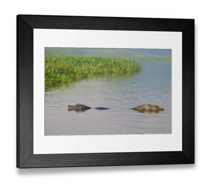 Framed Print : A caiman swimming in the water in a marsh surrounded by greenery