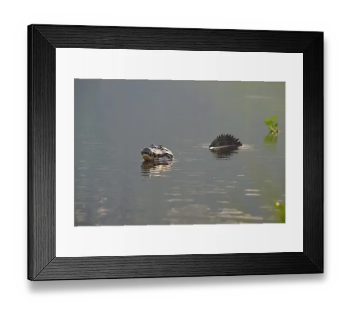 Framed Print : A caiman in the water with its reflection and plants in the background