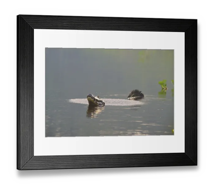 Framed Print : A caiman calling in the calm water with plants in the background for show