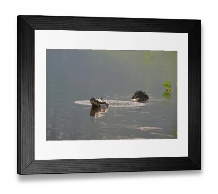 Framed Print : A caiman calling in the water while swimming in a calm water Framed Print : A caiman calling in the water while swimming in a calm water