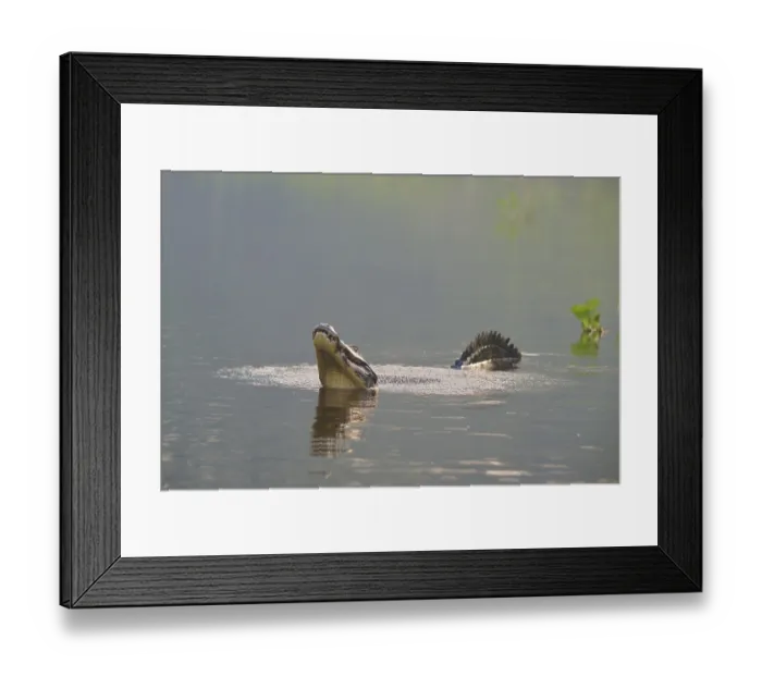 Framed Print : A caiman mating in the water, surrounded by a natural swamp idyll Framed Print : A caiman mating in the water, surrounded by a natural swamp idyll